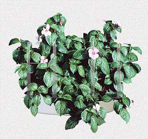 Picture of Impatiens flaccida 