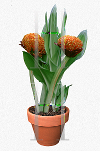 Picture of Haemanthus coccineus 