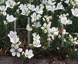 Picture of Arenaria tmolea 