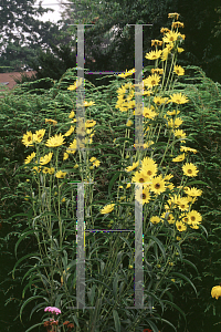 Picture of Helianthus maximilianii 