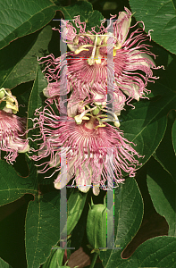 Picture of Passiflora incarnata 