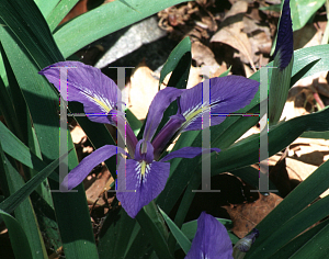 Picture of Iris verna 