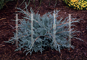 Picture of Juniperus virginiana 'Grey Owl'