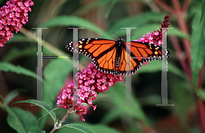 Picture of Buddleia davidii 