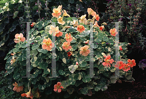 Picture of Tropaeolum majus 'Alaska'