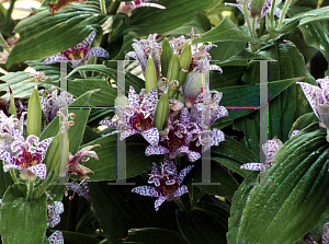 Picture of Tricyrtis hirta 