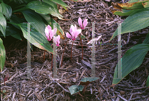 Picture of Cyclamen hederifolium 