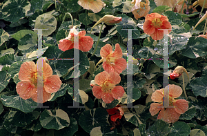 Picture of Tropaeolum majus 'Alaska'