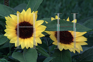 Picture of Helianthus annuus 'Big Smile'