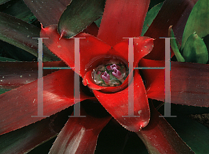 Picture of Neoregelia farinosa 