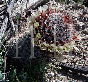 Picture of Mammillaria dioica 