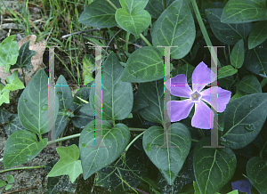 Picture of Vinca major 