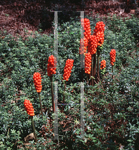 Picture of Arum italicum 