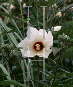 Picture of Hibiscus moscheutos ssp. palustris 