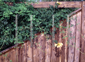 Picture of Campsis radicans 'Flava'