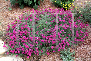 Picture of Verbena tenuisecta 'Imagination'