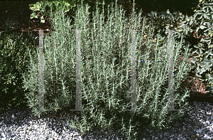 Picture of Rosmarinus officinalis 