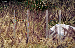 Picture of Pennisetum alopecuroides 