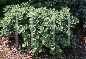 Picture of Plectranthus amboinicus 