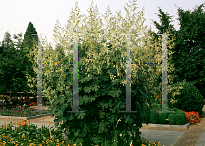 Picture of Macleaya cordata 