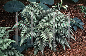 Picture of Athyrium nipponicum 'Pictum'