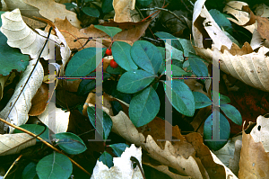 Picture of Gaultheria procumbens 