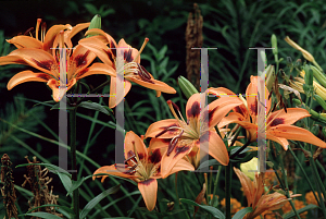 Picture of Lilium  'Brushmark'