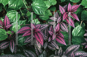 Picture of Strobilanthes dyerianus 