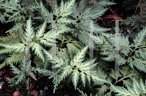 Picture of Selaginella famairei 