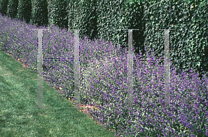 Picture of Caryopteris x clandonensis 'Longwood Blue'