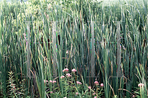 Picture of Typha latifolia 