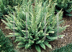 Picture of Polystichum acrostichoides 