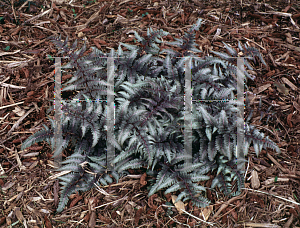 Picture of Athyrium nipponicum 'Pictum'