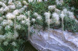 Picture of Clematis tangutica 