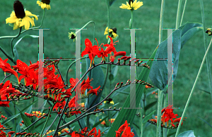 Picture of Crocosmia x crocosmiiflora 'Lucifer'