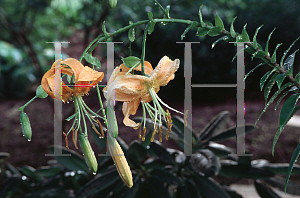 Picture of Lilium henryi 