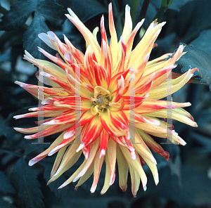 Picture of Dahlia  'Paratola Sunrise'