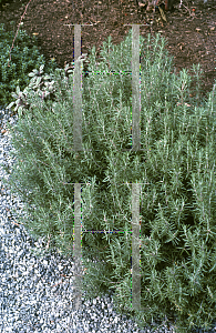 Picture of Rosmarinus officinalis 