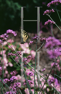 Picture of Verbena bonariensis 