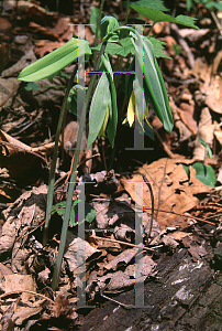 Picture of Uvularia grandiflora 