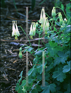 Picture of Aquilegia canadensis 'Corbett'