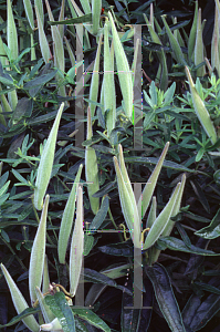 Picture of Asclepias tuberosa 