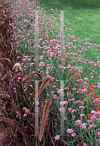 Picture of Verbena bonariensis 