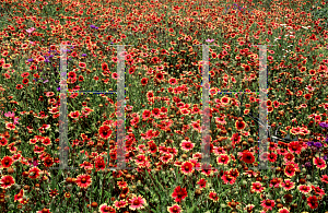 Picture of Gaillardia aristata 