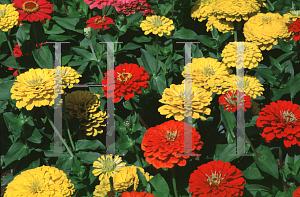 Picture of Zinnia elegans 