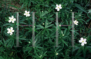 Picture of Anemone canadensis 