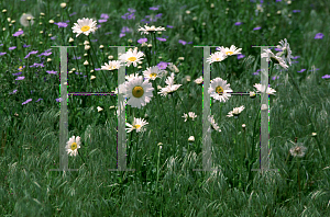 Picture of Leucanthemum vulgare 