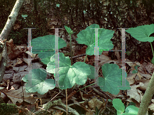 Picture of Heuchera americana 