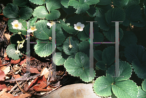 Picture of Fragaria chiloensis 