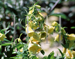 Picture of Digitalis grandiflora 